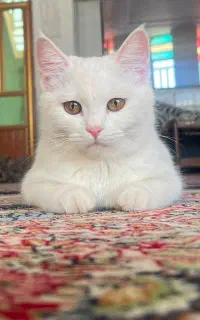 گمشده