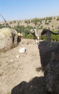 سگ ماده جوان
