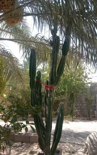 کاکتوس