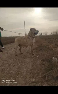 سگ پژدر ماده