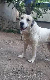 سگ الابای