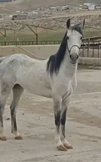 مادیان کورد