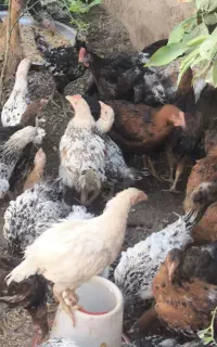 جوجه مرغ وخروس