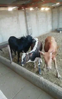 گوساله گیل دورگ