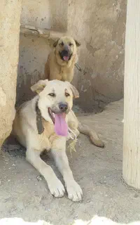 فروش یک عدد پژدر چهار ساله ویک عدد توله پژدر