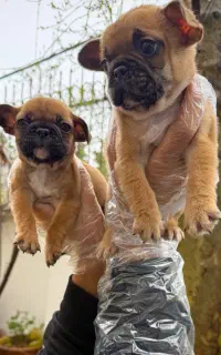 بولداگ فرانسوی فرنچ بولداگ