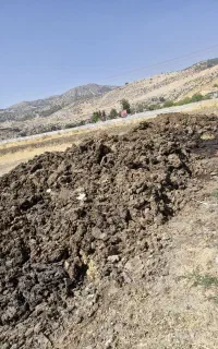 کود گاو