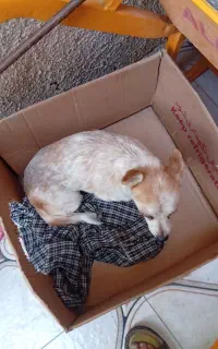 سگ پیدا شده