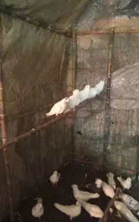 کبوتر شمرونی اصیل