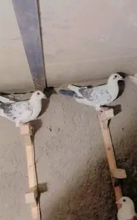 پرنده کفتر. طوقی پلاکی