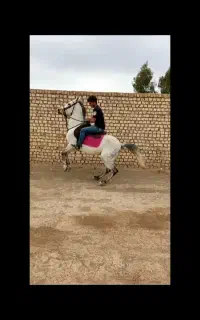 فروش اسب اصیل نژاد کرد