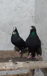 کفترپلنگ سیاه