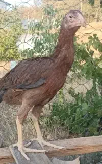 مرغ لاری پنج ماهه افغان معاوضه با گندم