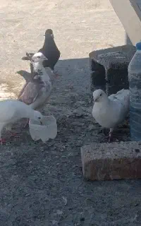 کبوتر