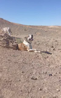 سگ گله و نگهبان به فروش میرسد
