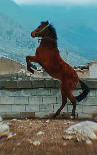 کره مادیان ترکمن