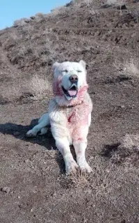 سگ گله ای درجه یک