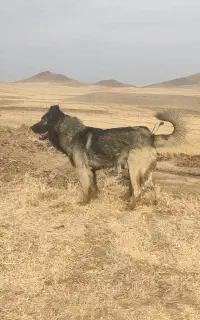 سگ سرابی