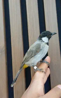 سهره نر