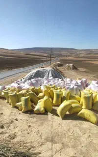 کاه گندم دیمی ،