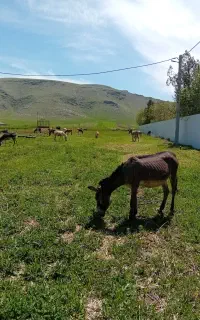 شیر الاغ دوچیا (دوشیدن در حضور مشتری)