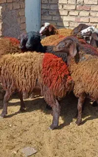بره ماده شیشک افشار