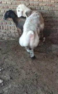 شیشک قوچی