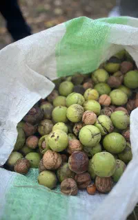 گردو تازه ییلاق