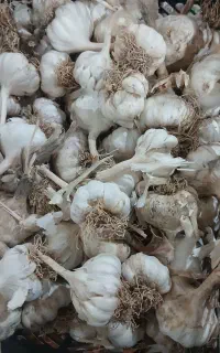 سیر محلی منطقه خوزستان