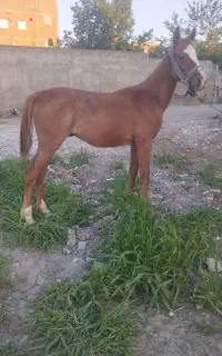 اسب