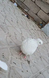 خاک کبوتر