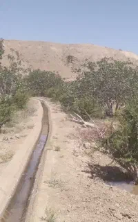 فروش  اب و نهال )زرشک وپسته(