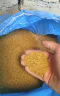 بزره یونجه