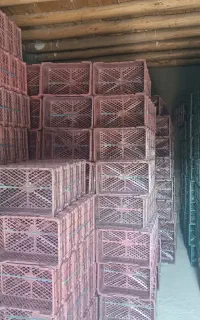 سبد سیب طابوتی