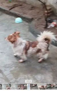واگذاری پاکوتاه ماده اشپیزو ماده