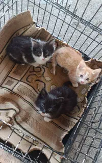 واگزاری بچه گربه اسکاتیش