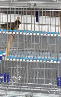 گلبسر باقفس غلامی  ۳تومان