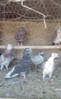 خروس ومرغ فروشی