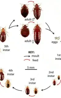 سمپاشی ساس و حشرات تضمینی فقط ۱.۵ میلیون