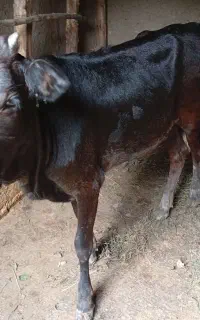 گوساله ماده