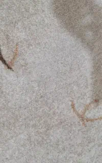 پادری