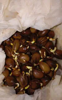 پسته جیک زده