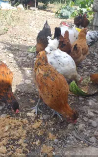 جوجه گلین