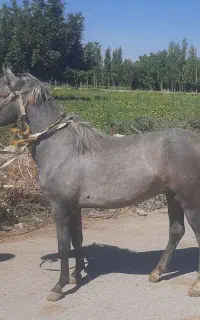 اسب نر تازه ۳ ساله شده
