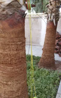 هرس نخل تزئینی