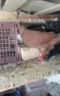 جفت کفتر