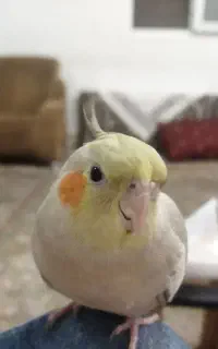 گمشده