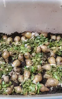 فروش حلزون برای علاقه‌مندان وحلزون تراپی