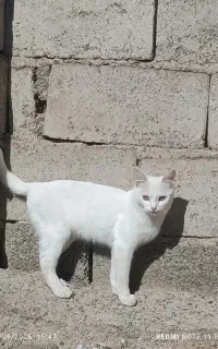 فروش گربه خانگی