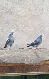 کبوتر پرشی سوسکی